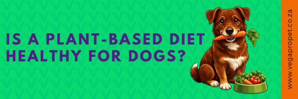 is a plant-based diet healthy for dogs